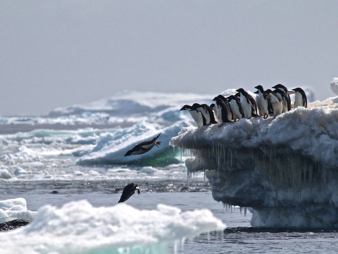 Picture 4 of Unexpectedly discovered 'super populations' more than 1.5 million penguins never knew in Antarctica