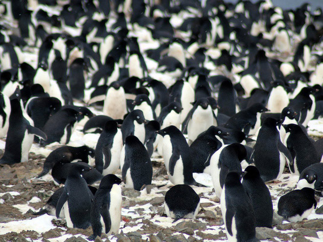 Picture 5 of Unexpectedly discovered 'super populations' more than 1.5 million penguins never knew in Antarctica