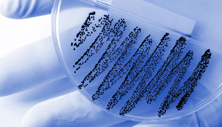 Picture 1 of Unexpectedly found a new antibiotic when studying ants in Africa