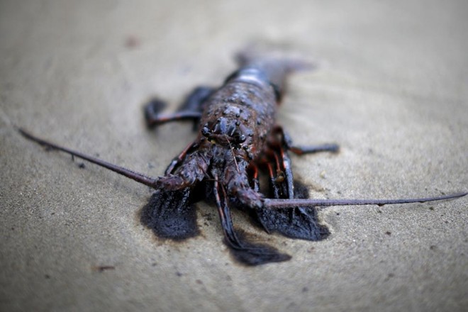Picture 10 of Unforgettable images of environmental disasters 2015