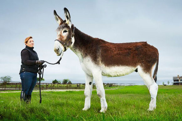 Picture 2 of Unique and unusual Guinness records