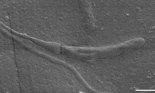 Picture 1 of Unique animal fossil patterns in the world