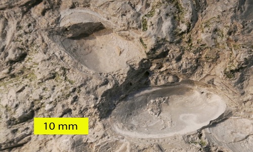 Picture 2 of Unique animal fossil patterns in the world