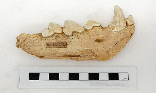 Picture 4 of Unique animal fossil patterns in the world