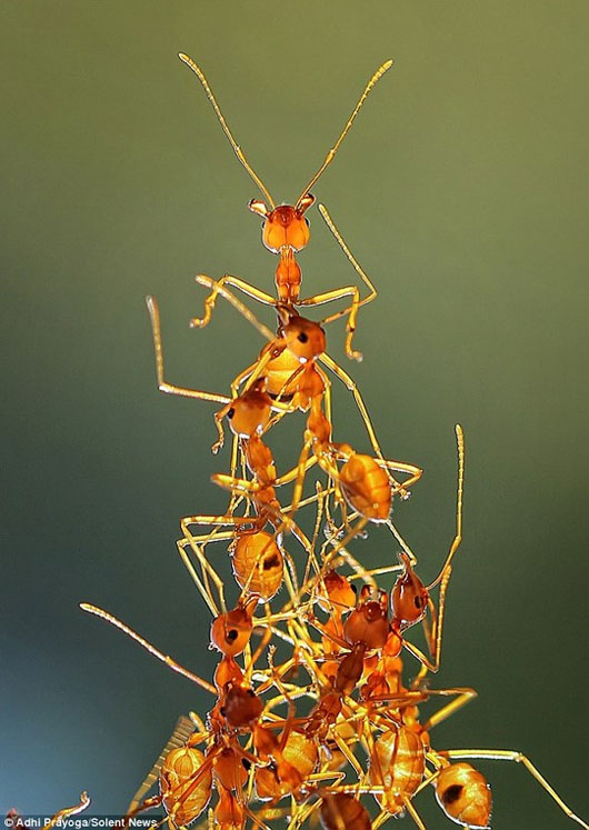 Picture 1 of Unique 'bridge' built from ant body