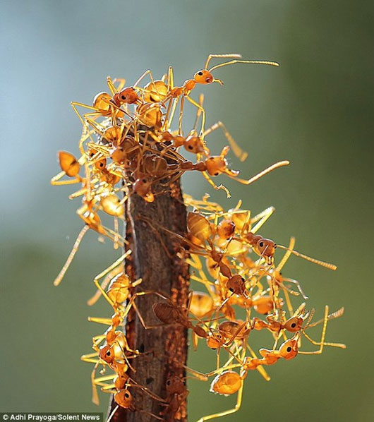 Picture 2 of Unique 'bridge' built from ant body