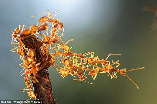 Picture 3 of Unique 'bridge' built from ant body