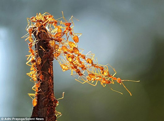 Picture 4 of Unique 'bridge' built from ant body