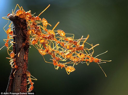 Picture 5 of Unique 'bridge' built from ant body