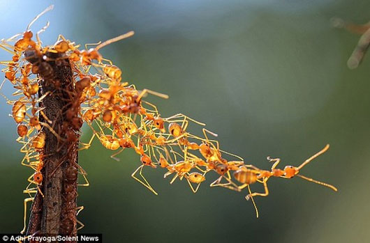 Picture 6 of Unique 'bridge' built from ant body