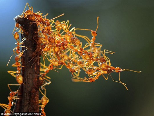 Picture 7 of Unique 'bridge' built from ant body