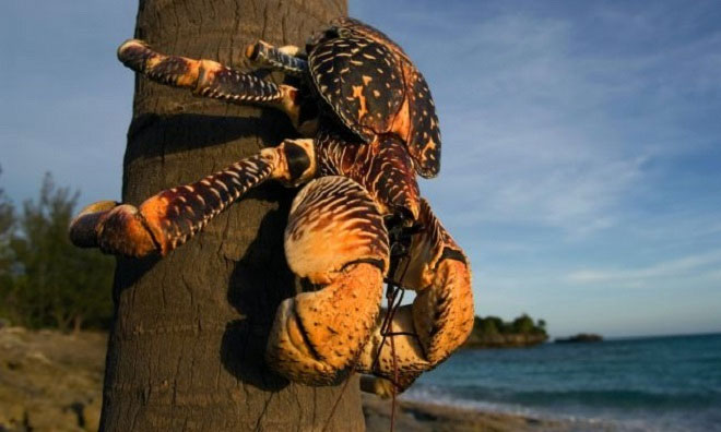 Picture 1 of Unique communication of coconut crab