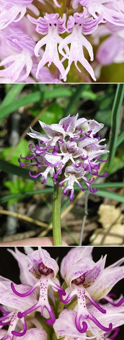 Picture 2 of Unique flowers with strange shapes in the world