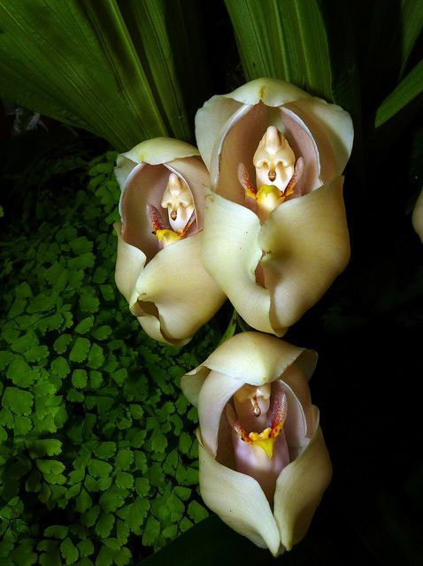 Picture 4 of Unique flowers with strange shapes in the world
