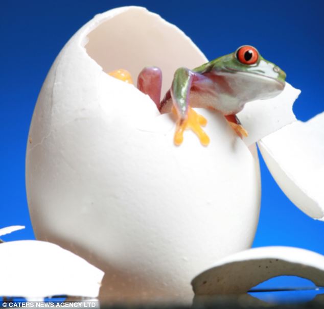 Picture 1 of Unique, frog as a model