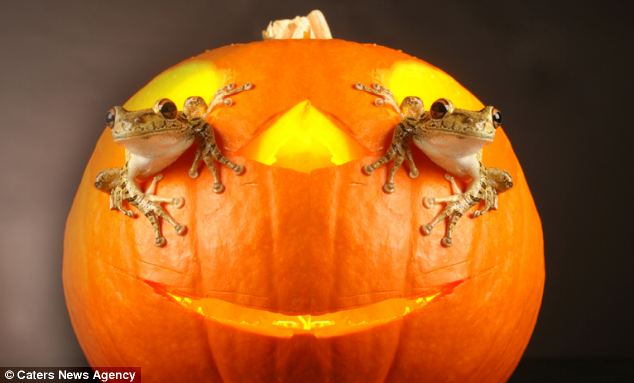 Picture 4 of Unique, frog as a model