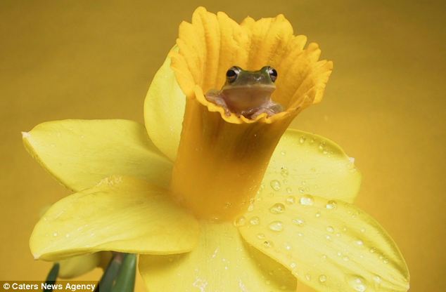 Picture 5 of Unique, frog as a model