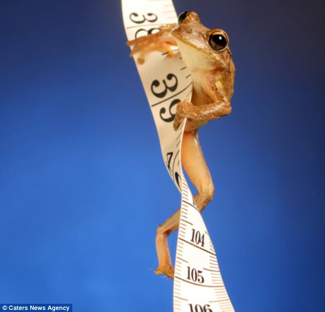 Picture 6 of Unique, frog as a model