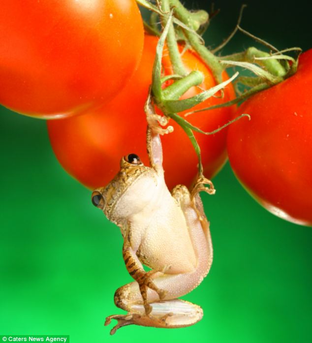 Picture 8 of Unique, frog as a model