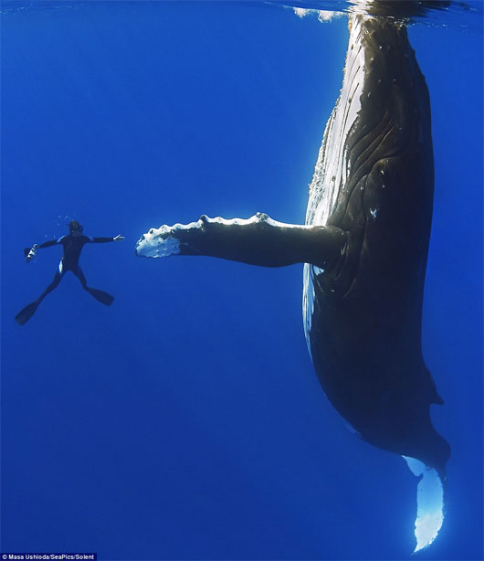 Picture 1 of Unique humpback whale scene shaking hands with divers