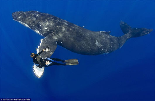 Picture 2 of Unique humpback whale scene shaking hands with divers