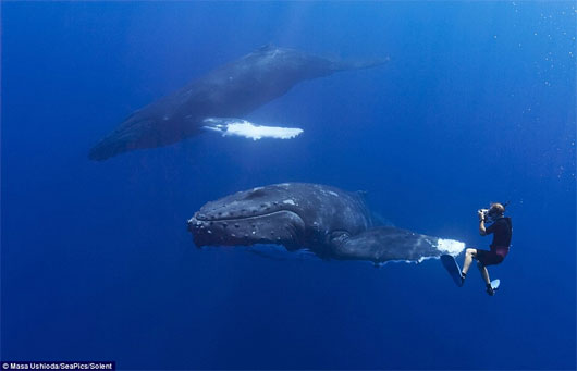 Picture 3 of Unique humpback whale scene shaking hands with divers