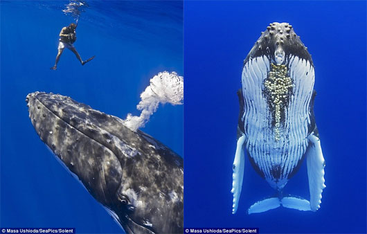 Picture 4 of Unique humpback whale scene shaking hands with divers