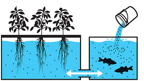 Picture 2 of Unique hydroponic model of Vietnamese people in the US