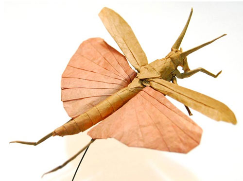 Picture 2 of Unique insect collection by ... paper