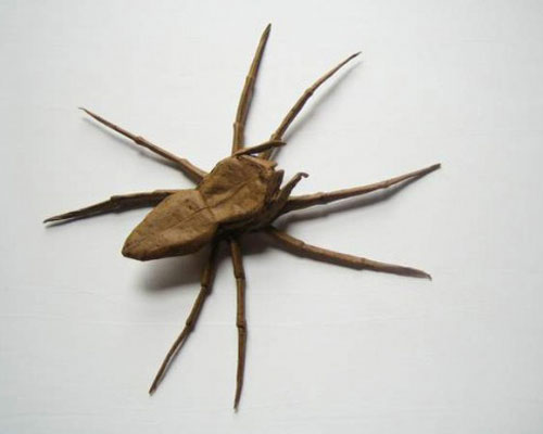 Picture 4 of Unique insect collection by ... paper