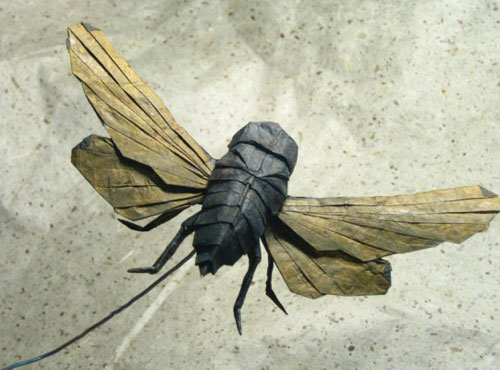 Picture 8 of Unique insect collection by ... paper
