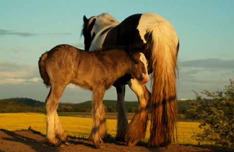 Picture 8 of Unique moments of animals