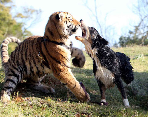 Picture 9 of Unique moments of animals