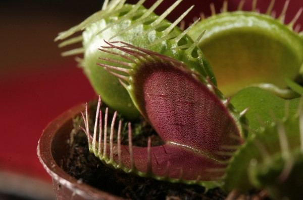 Picture 1 of Unique plants on earth
