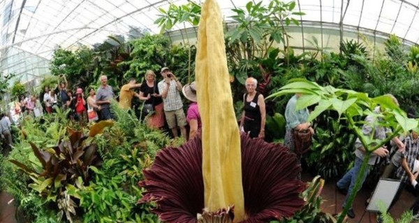 Picture 10 of Unique plants on earth