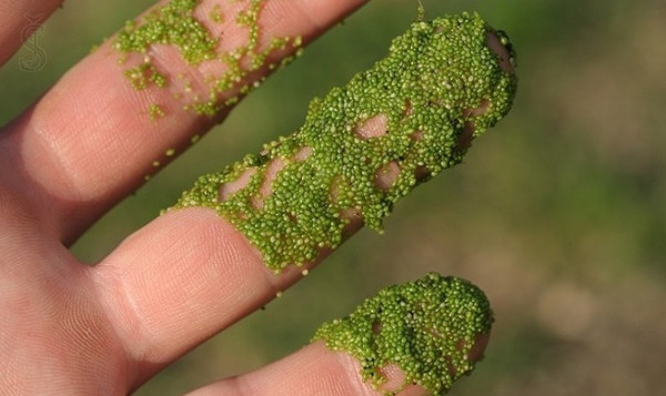Picture 2 of Unique plants on earth