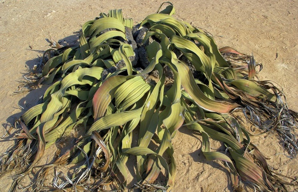 Picture 4 of Unique plants on earth