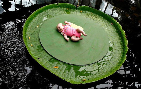 Picture 5 of Unique plants on earth