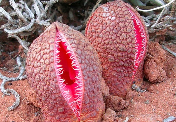 Picture 6 of Unique plants on earth