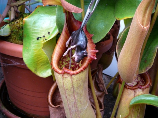Picture 7 of Unique plants on earth