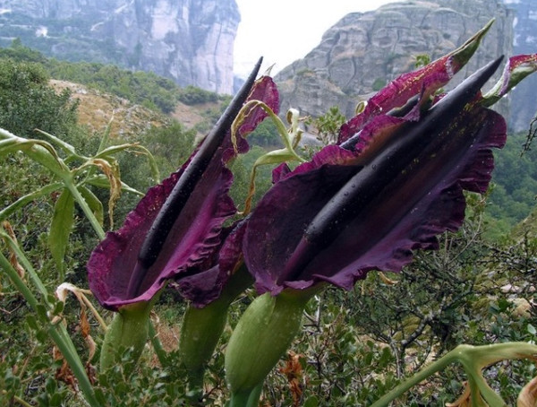 Picture 8 of Unique plants on earth