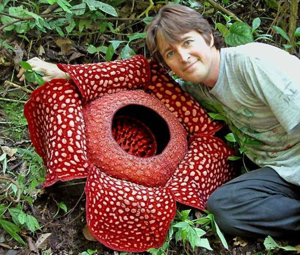 Picture 9 of Unique plants on earth