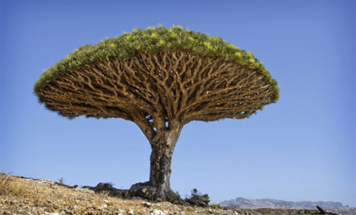 Picture 1 of Unique survival ability in the natural world