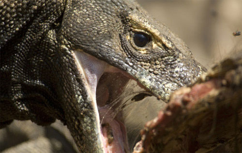 Picture 3 of Unique survival ability in the natural world
