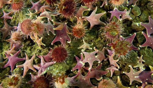 Picture 5 of Unique survival ability in the natural world