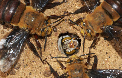 Picture 6 of Unique survival ability in the natural world