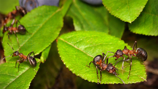 Picture 1 of Unique technologies from nature