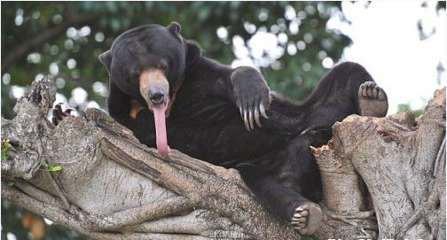 Picture 3 of Unique tongue uses of animals