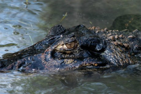 Picture 4 of Unique tongue uses of animals