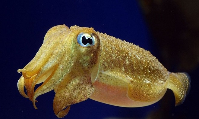 Picture 1 of Unique unique characteristics of animals